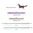 Measurement chart for rainbow dog collars with a dog illustration.