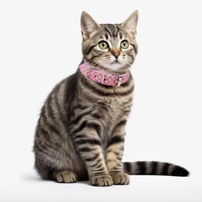 Cat wearing a pink collar on a white background