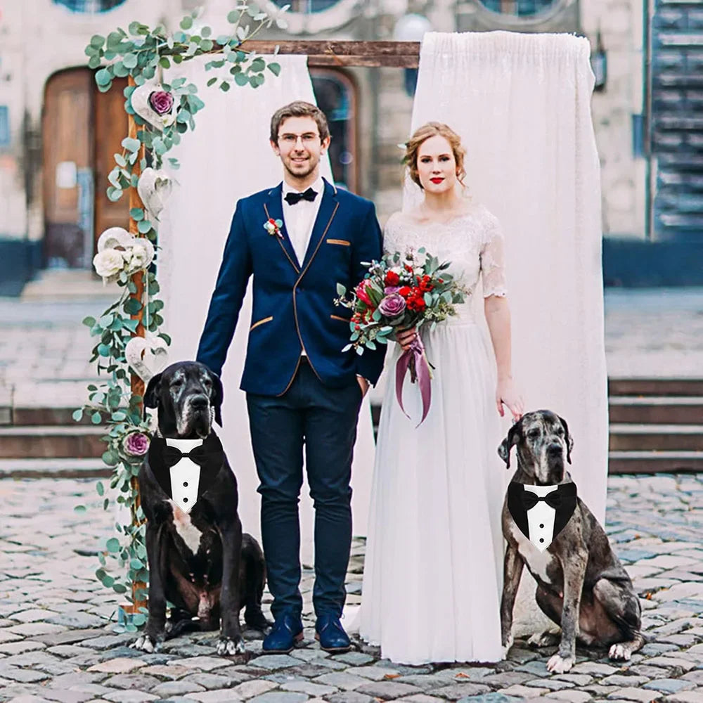 Formal Pup Tuxedo Collar 🐕🦺🎩