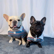 Summer Stripe Polo Dog