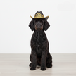 Urban Cowboy Pet Hat
