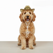 Urban Cowboy Pet Hat