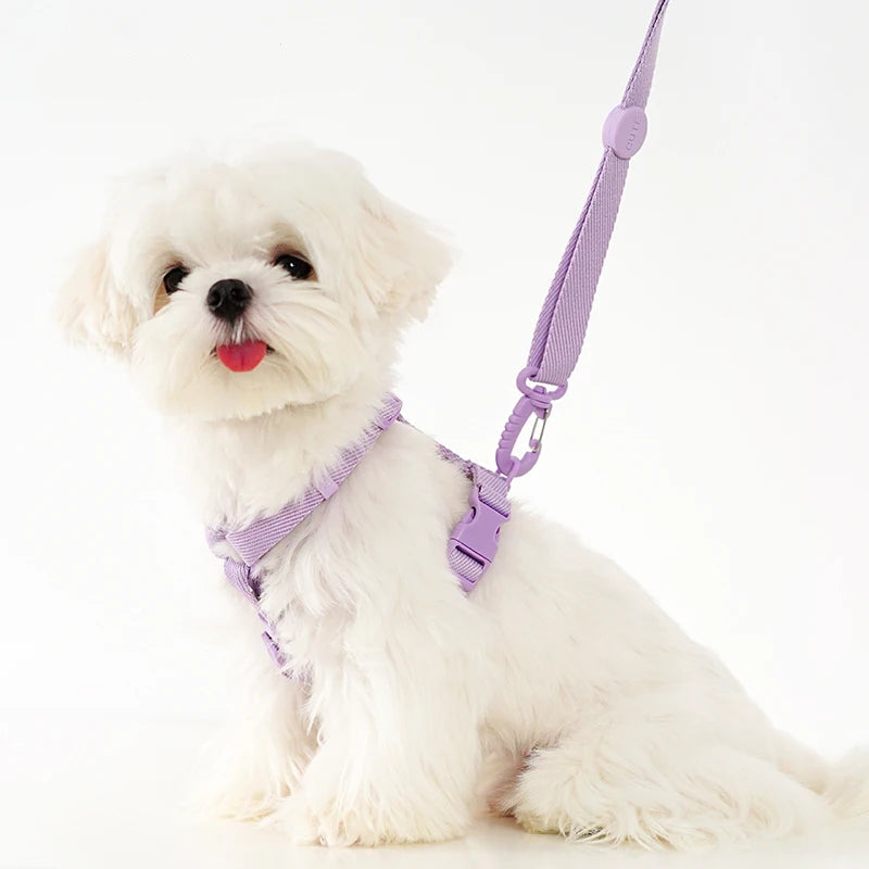 White dog wearing a purple harness and leash on a white background