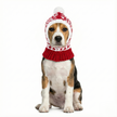 Dog wearing a red and white knitted hat on a white background