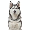 Husky dog with a silver chain collar on a white background