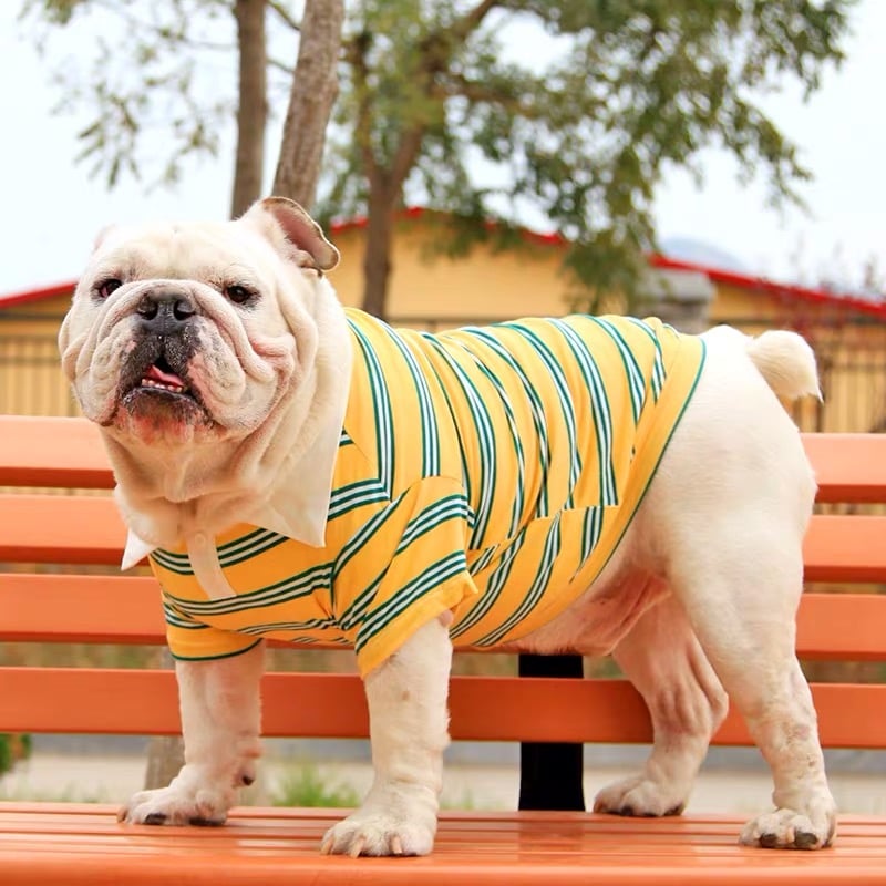 Summer Stripe Polo Dog
