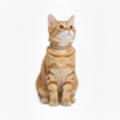 Tabby cat wearing a beige collar on a white background