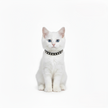 White cat wearing a black collar with white polka dots on a white background
