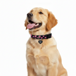 A dog wearing a Black dog collar with a pink heart collar on a white background