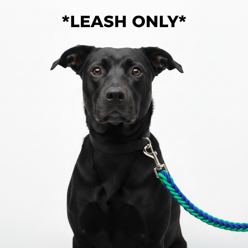 Black dog with a blue and green leash on a white background