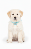 White puppy wearing a blue collar on a white background
