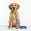Dog wearing a blue collar and leash on a white background
