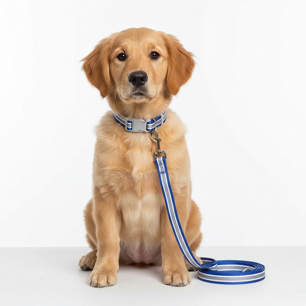 Dog wearing a blue collar and leash on a white background