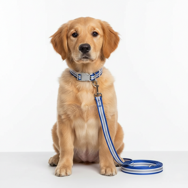 Dog wearing a blue collar and leash on a white background
