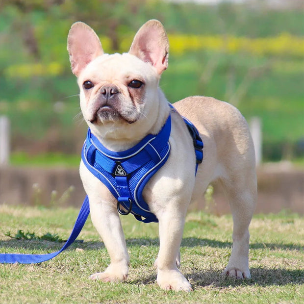 A dog wearing a blue harness standing on grass
