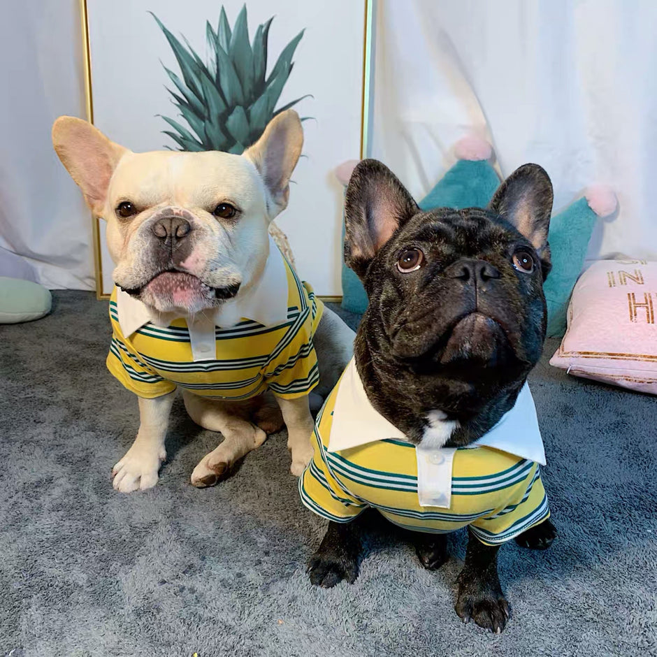 Summer Stripe Polo Dog