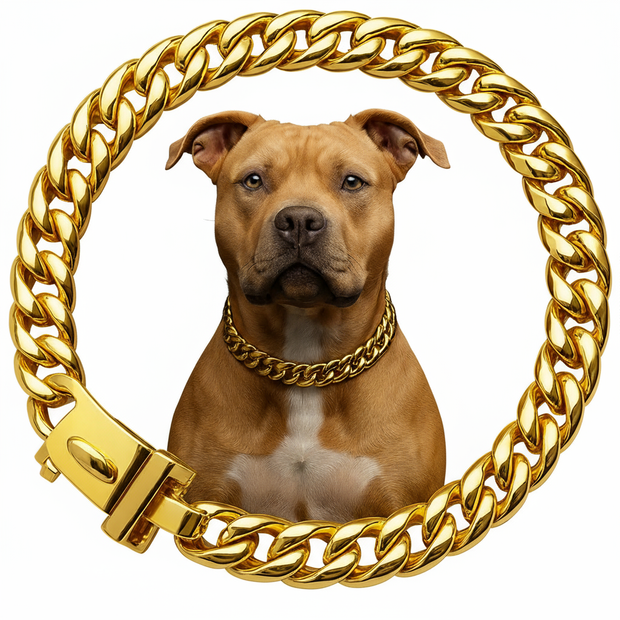 Dog with a gold chain collar on a white background