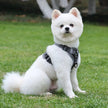 White dog wearing a gray harness sitting on grass
