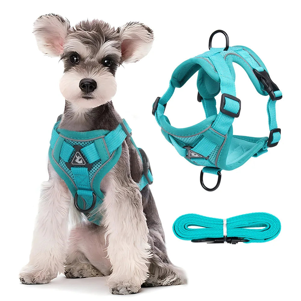 Dog wearing a teal harness with matching leash on a white background