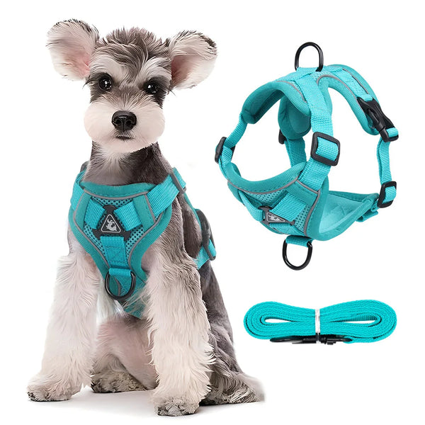 Dog wearing a teal harness with matching leash on a white background