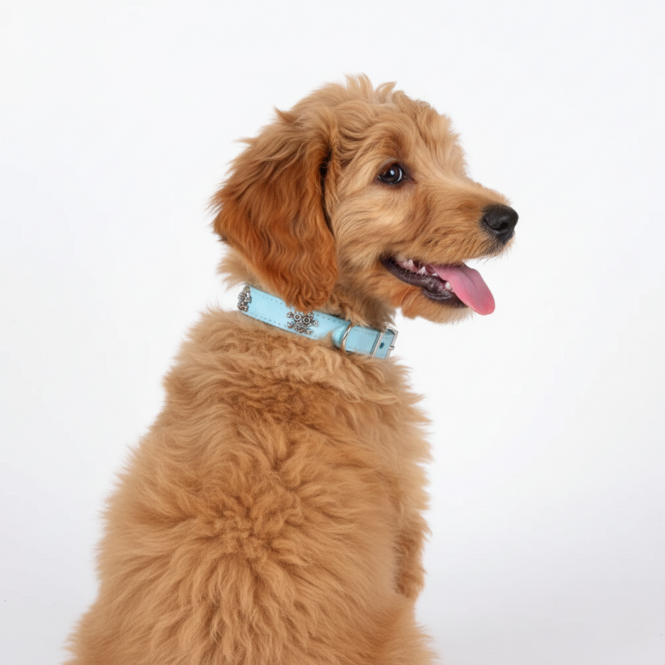 Brown dog wearing a light blue collar on a white background