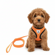 Puppy wearing an orange harness and leash on a white background