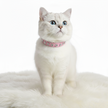White cat wearing a pink collar with decorative elements on a white background