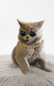 Cat wearing sunglasses and a gold chain collar on a white background