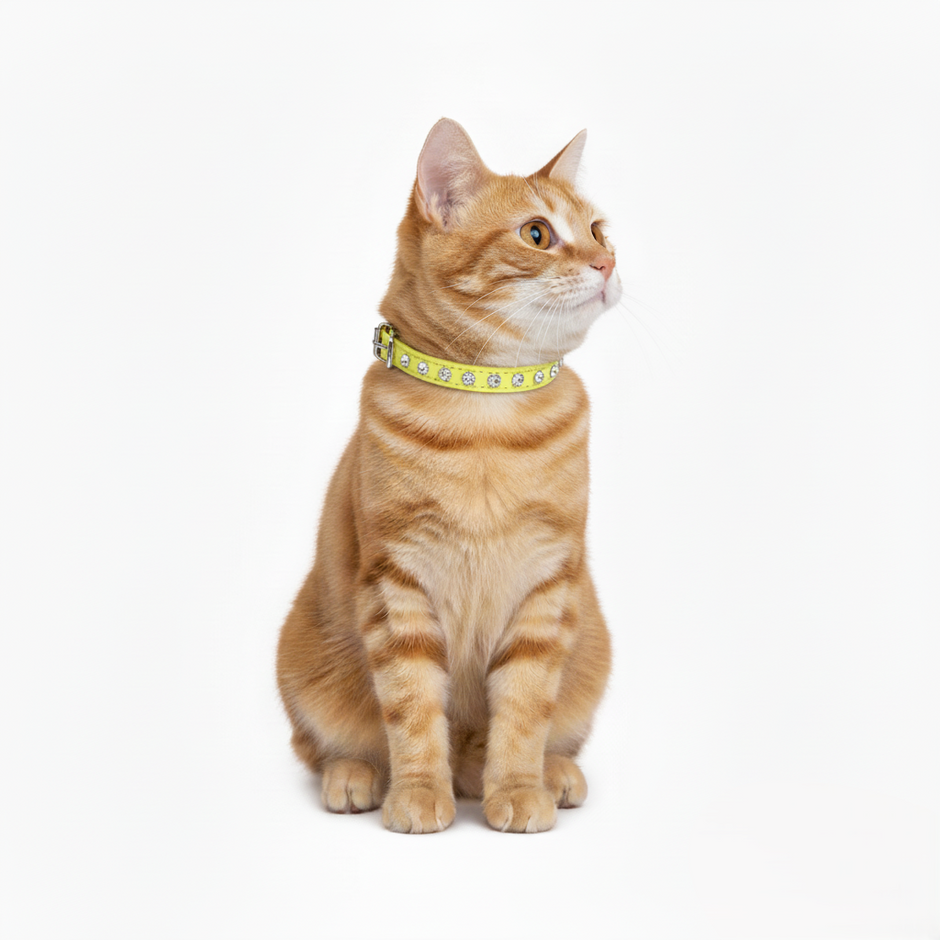 Cat wearing a yellow collar on a white background